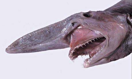 The goblin shark: a rare glimpse of something truly hideous | Sharks | The Guardian