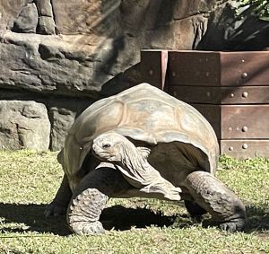 Australia Zoo tortoise