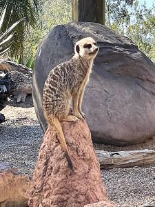 Meerkat on a rock