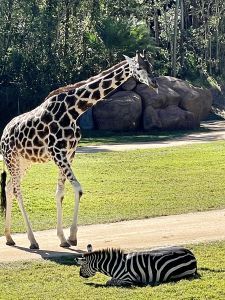 Giraffe, rhinos, and tortoises