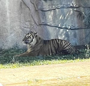 Lounging tiger at the Australia Zoo