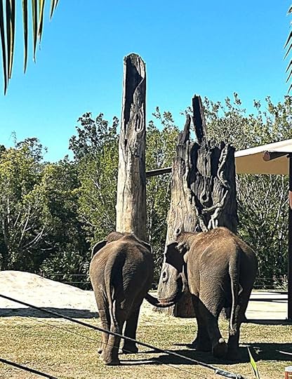 two elephants walking away