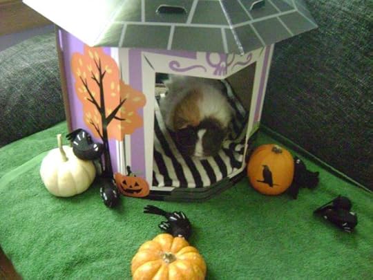 Rachel E Smith guinea pig Snuffy 