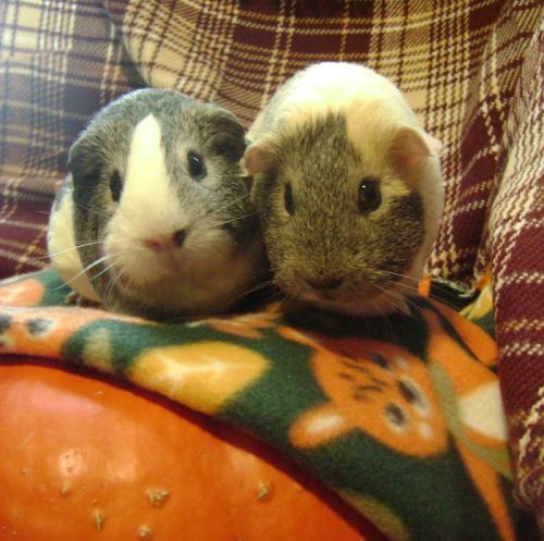 Rachel E Smith guinea pigs Camille and Dagmar
