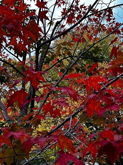 red maple branches