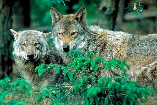 wolves from the NABU website for Thuringia