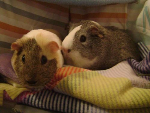 Rachel E Smith guinea pigs Dagmar and Camille