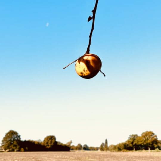 Ein letzter Apfel an einem kahlen Zweig