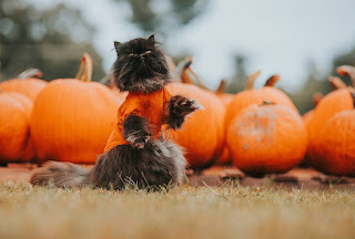 Halloween is almost here.