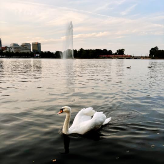Ein Schwan auf der Binnenalster an einem Sommerabend, goldenes Licht auf dem Wasser