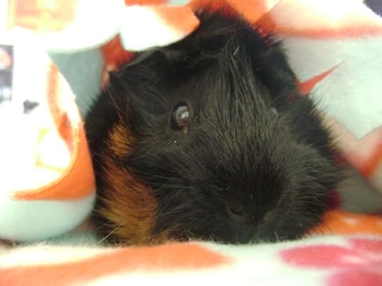 Rachel E Smith guinea pig Merricat