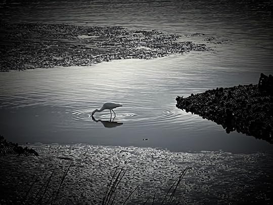 A black-and-white photo of an egret in shallow waters on the Gulf of Mexico, reflected in concentric ripples.