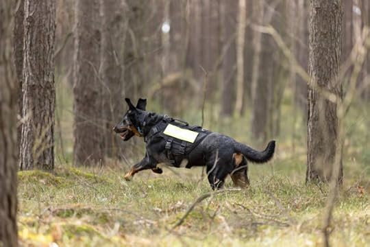 https://media.gettyimages.com/id/2073909695/photo/beauceron-shepherd-search-and-rescue-dog-training-in-forest.jpg?s=612x612&w=0&k=20&c=QHEwdBYTshgm358Ru27tHQGUY7DxSLtgQ3ckpRWg-m8=