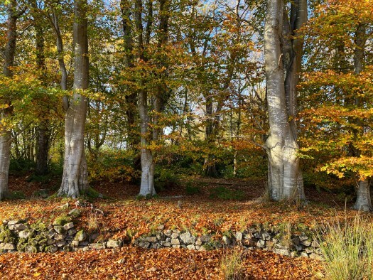big trees and a dry stane dyke