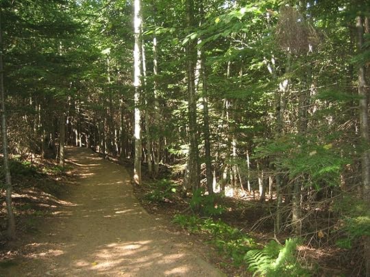 A path through the woods