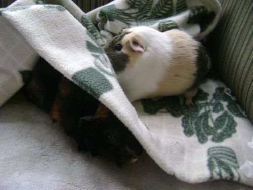 Rachel E Smith guinea pigs Wisting and Dagmar