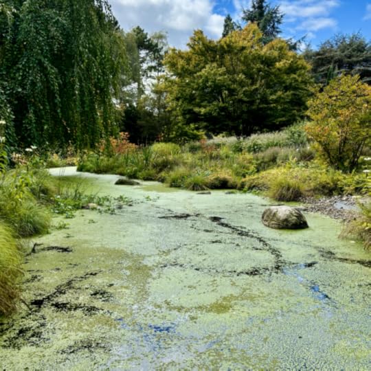 Ein von Entengrütze bedeckter Bach im Loki-Schmidt-Garten