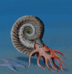 Hildoceras_Nobu-Tamura_ CC BY-SA 3.0