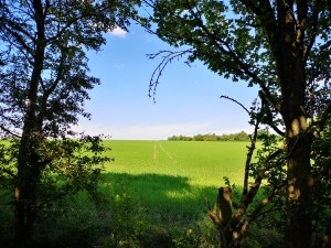 Looking through a gap in the hedge at a field of brand new bright green corn with a blue sky.