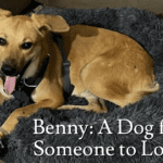 Benny the Dog