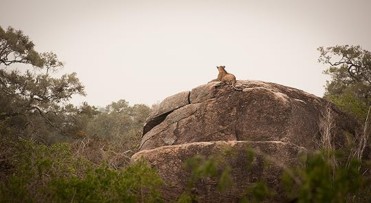 My first leopard in Yala, Sri Lanka