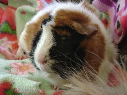 Rachel E Smith guinea pigs Horace and Danger Crumples