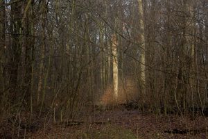 one tree in the light