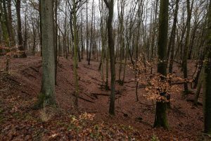 the forest near my home