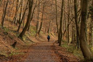 forest near Bodenwerder