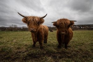 shaggy highland cattle near Bodenwerder