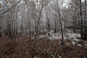 the trees near Michael Holzach's grave