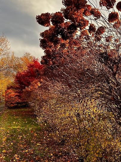 Autumn leaves and sunlight
