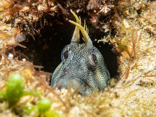 Snorkel at Ricketts Point 22 Nov, Blenniful plus rare Red Gurnard