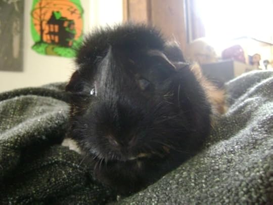 Rachel E Smith guinea pig Hen Wen