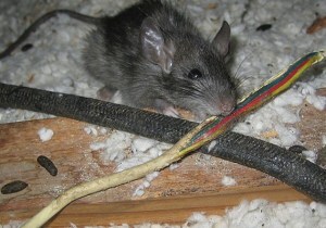 rat eating an electronic cable requiring technician to have an overcomers attitude