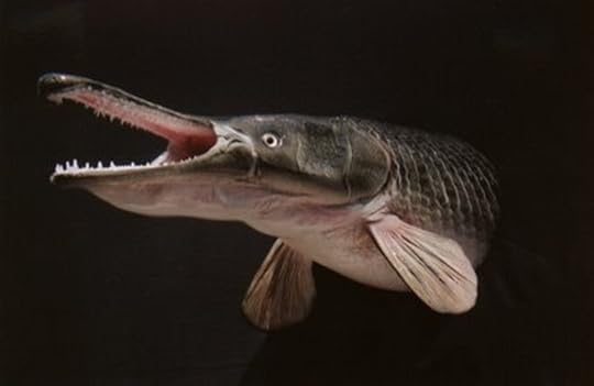 The Alligator Gar - A Living Dinosaur - HubPages
