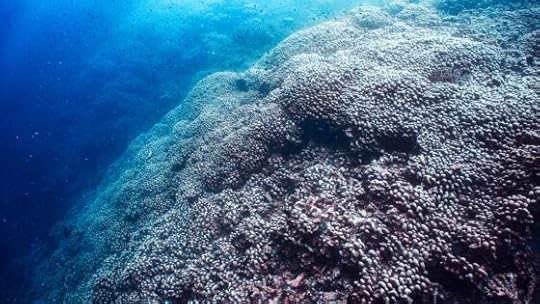 Is this the largest coral on Earth? Perhaps since a week ago last Wednesday