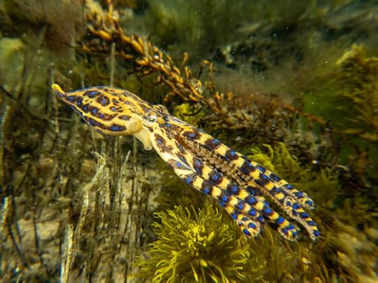 Snorkelling in Bayside Nov 23: Blue-ringed Octopus and Pregnant Seahorses