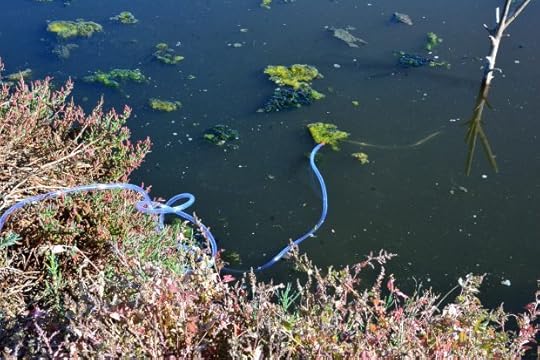 The intake tube that collects samples that will help uncover the salt marsh's ability to serve as a carbon dioxide vacuum and vault. (Mark DeGraff -- Herald Correspondent)