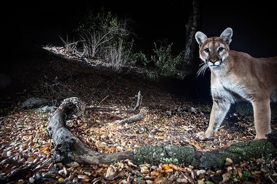 This image has an empty alt attribute; its file name is 300-lion-nightjeff-wirth.jpg