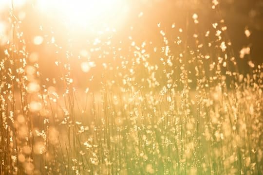 golden field