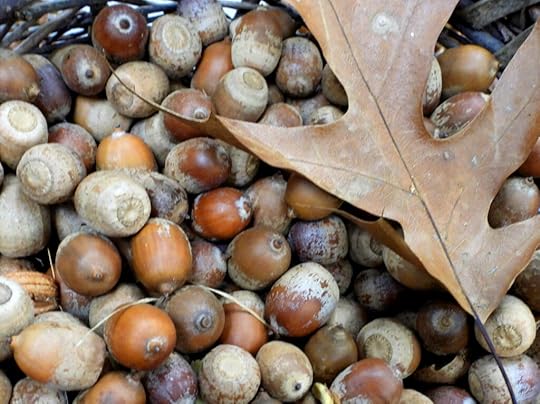 Acorns