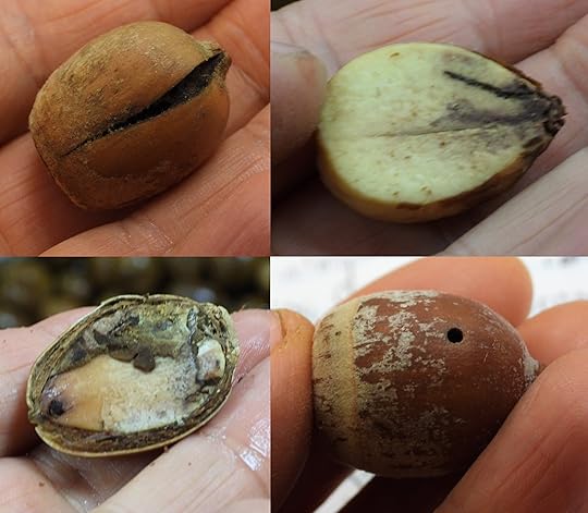 Bad acorns to be discarded