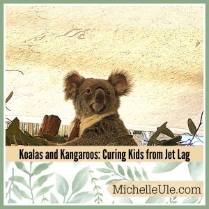 Koala at the Lone Pine Sanctuary