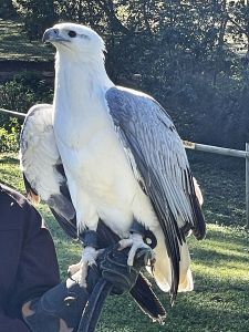 Birds at Lone Pine Sanctuary