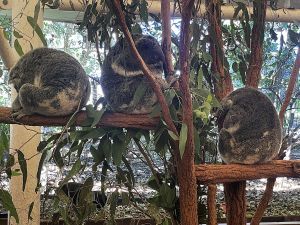 3 sleeping koalas