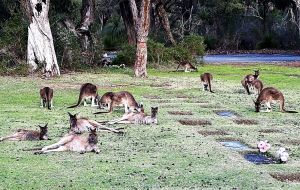 Kangaroos hanging around in a cemetery