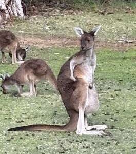 Kangaroos in Australia
