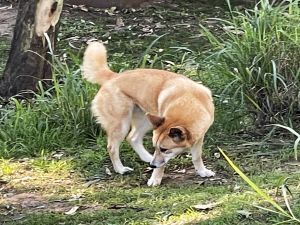 Wombat, dingo, and tasmanian devil