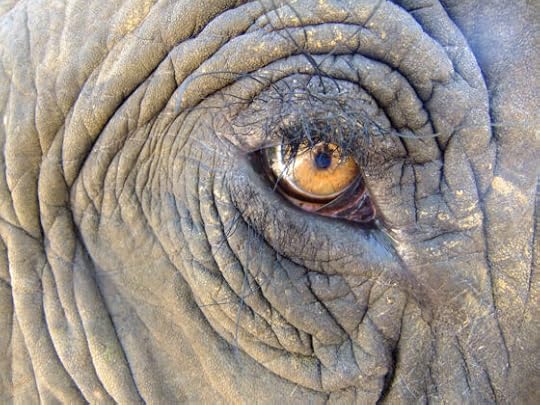 An elephant never forgets, making them formidable allies for nature